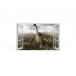 Sticker decorativ cu Dinozauri, 85 cm, 4214ST