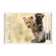 Sticker decorativ, Fereastra 3D, Leu, 85 cm, 238STK Sticker decorativ, Fereastra 3D, Leu, 85 cm, 238STK